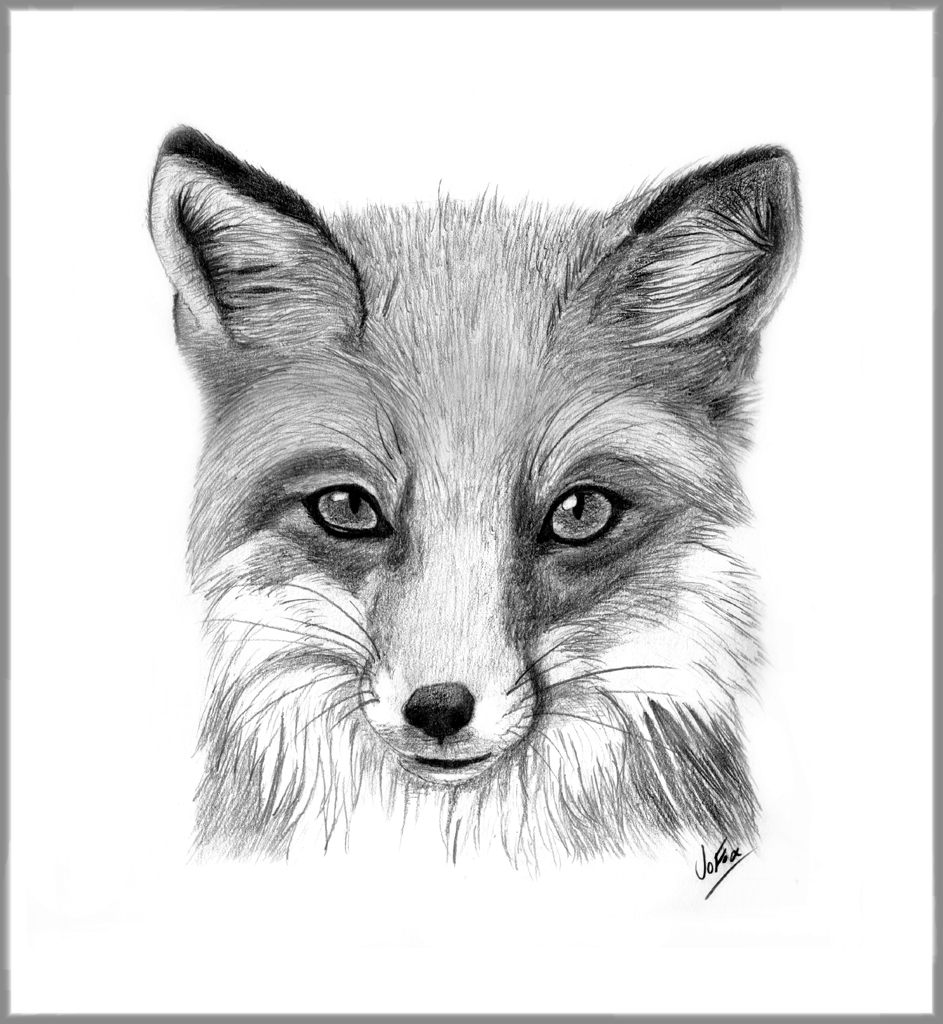 red fox drawing