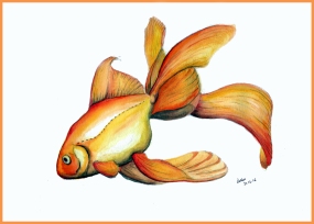 goldfish_fin_web