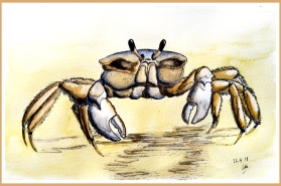 crab watercolour fin_WEB