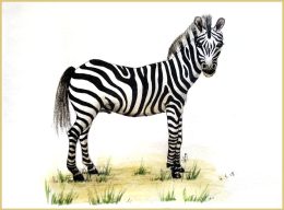 zebra watercolour fin_WEB