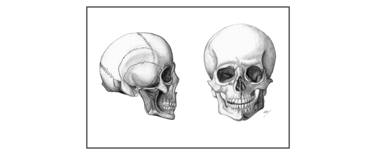 Skull Drawings_FIN_PREV