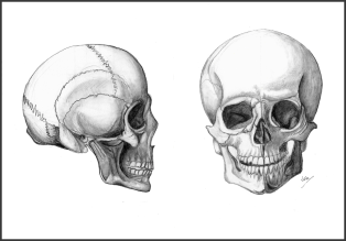 Skull Drawings_FIN_WEB