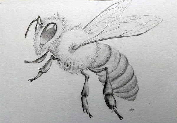 SWinkler Art Twitterren Realistic colored pencil drawing of a bee  insect nature drawing art httpstcoKpapl1bjGt  X